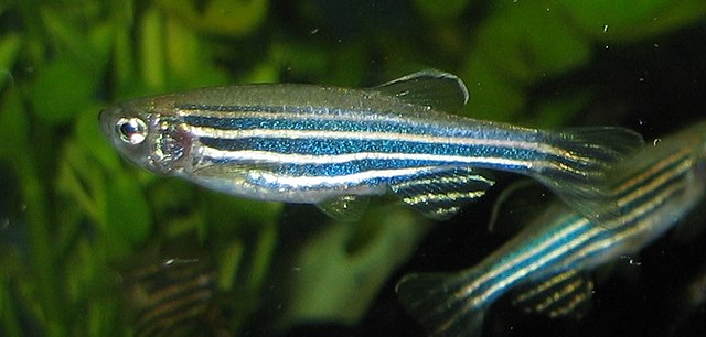 Zebra danio
