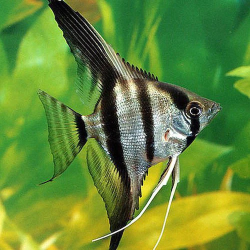 Angelfish