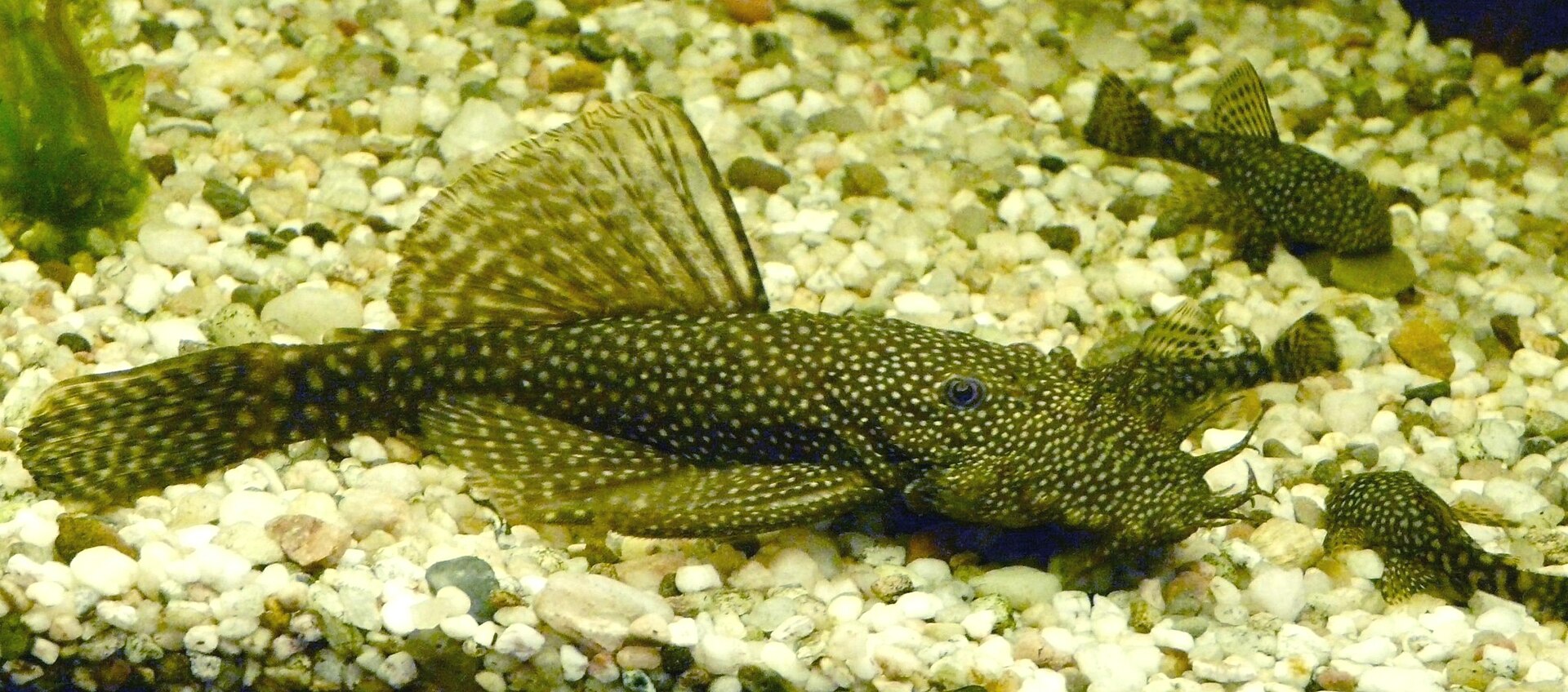 Ancistrus