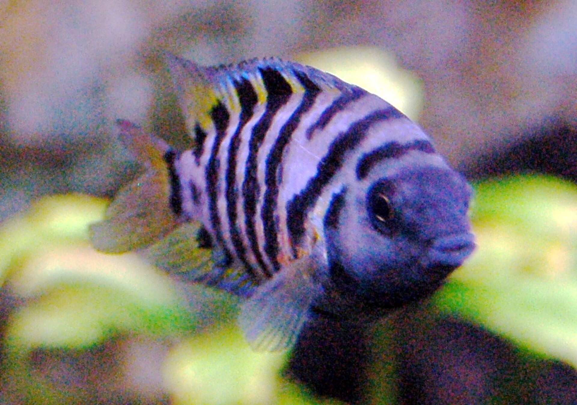 Convicto